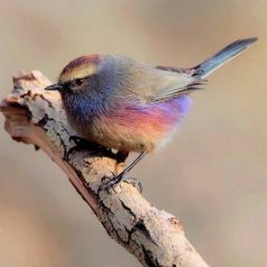 Птичка Пичужка фотографии