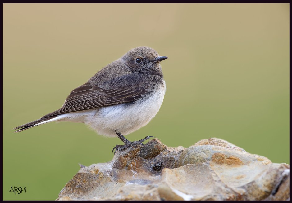 Старая птица