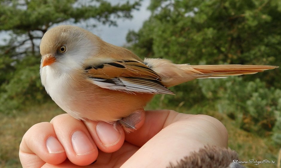 Пичуга птица