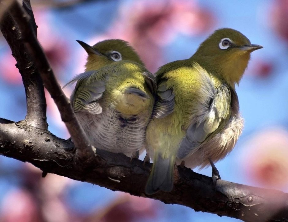 Птичка, Птаха, Пичужка, Пичуга