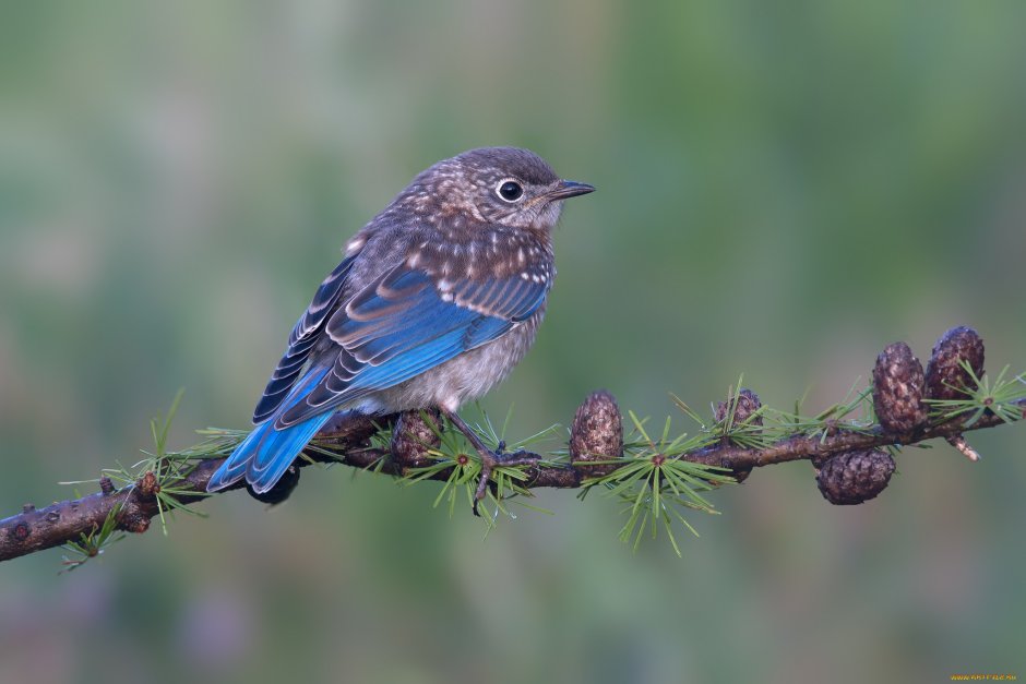 Пичужка птица