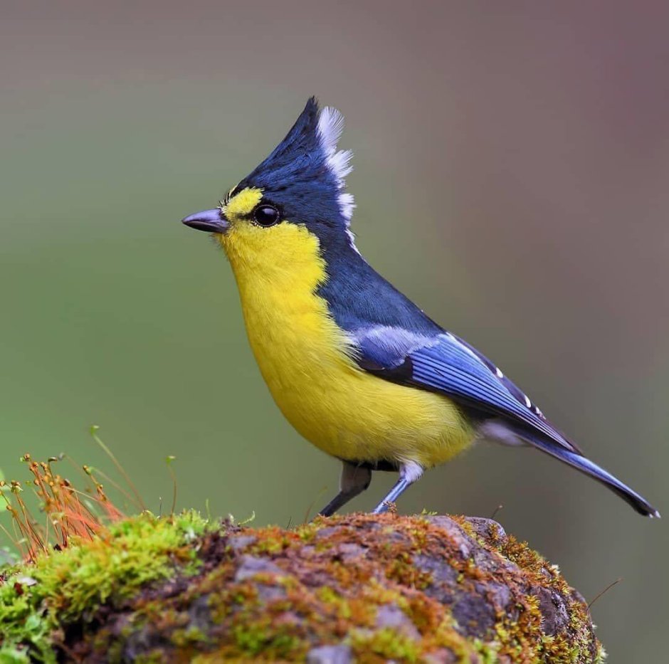 Стефенский кустарниковый крапивник