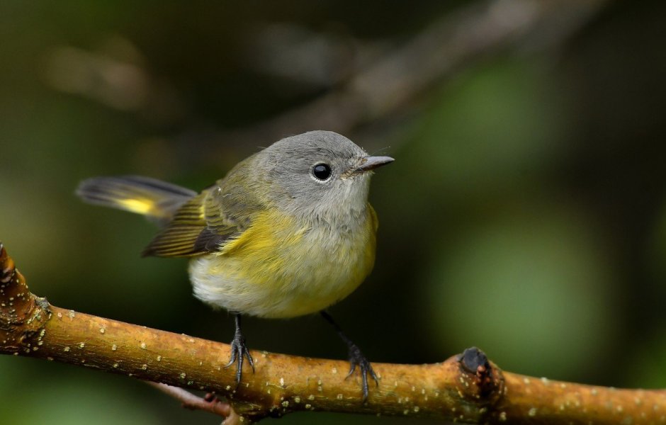 Зарянка Геленджик