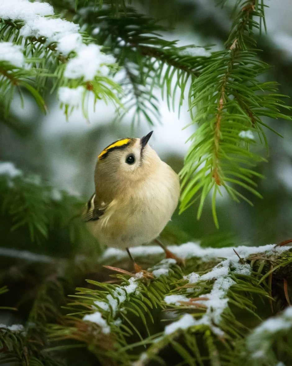 Шуляк птица