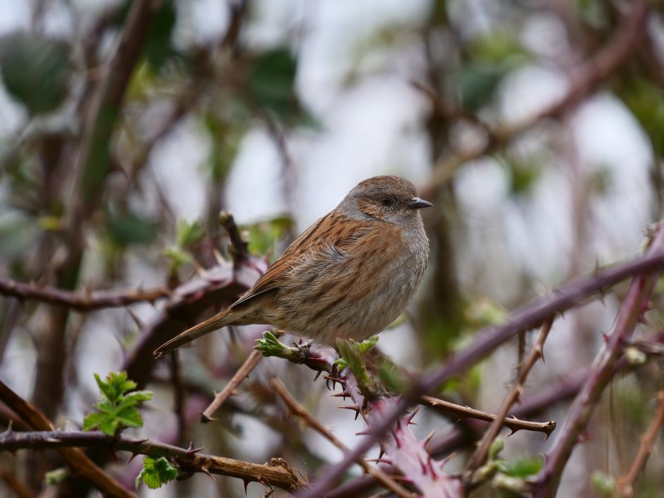 Живой писиниц