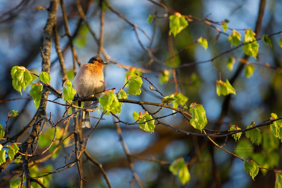 Голубая Грандала птица
