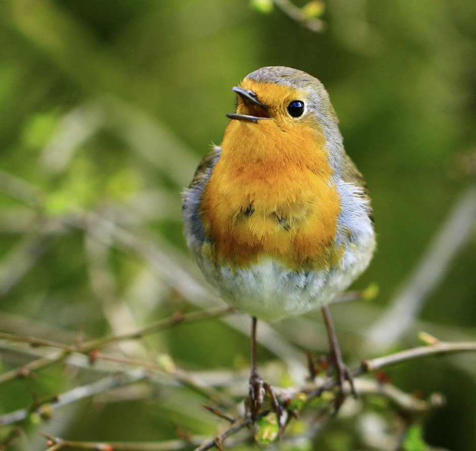 Зарянка на заре