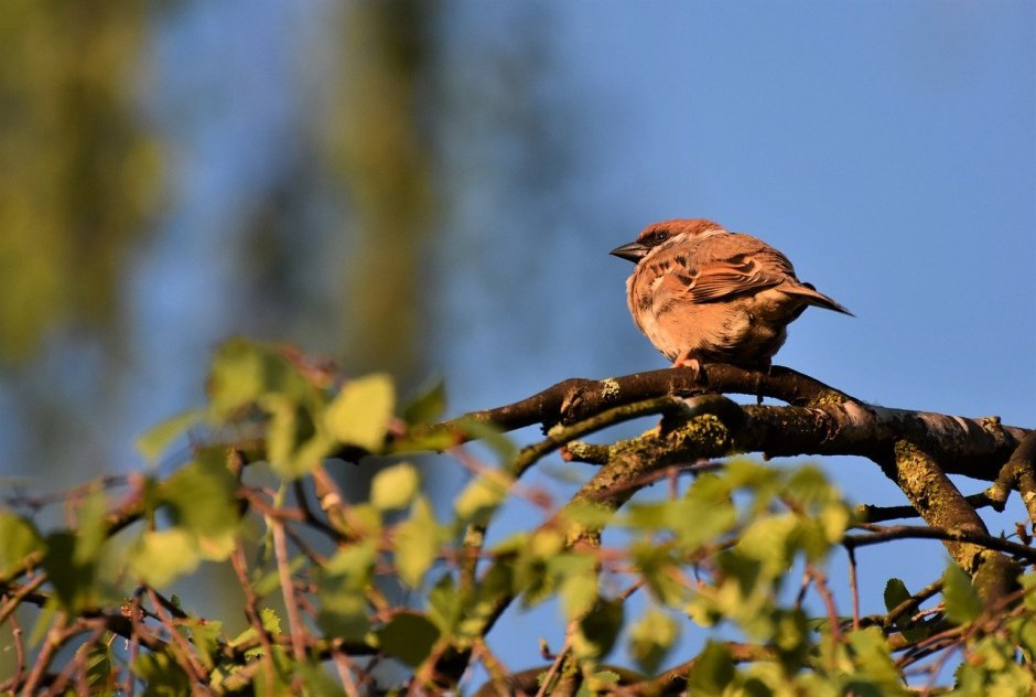 Пичужки воробьи