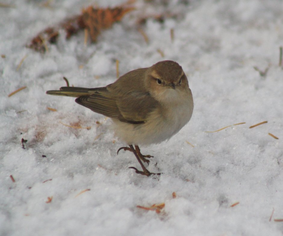 Зунзинито птичка