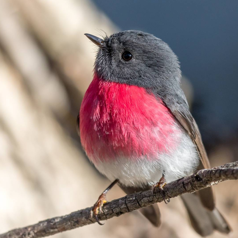 Пичуга обыкновенная