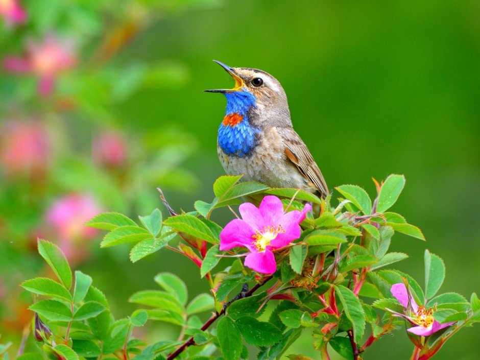 Зунзинито птичка