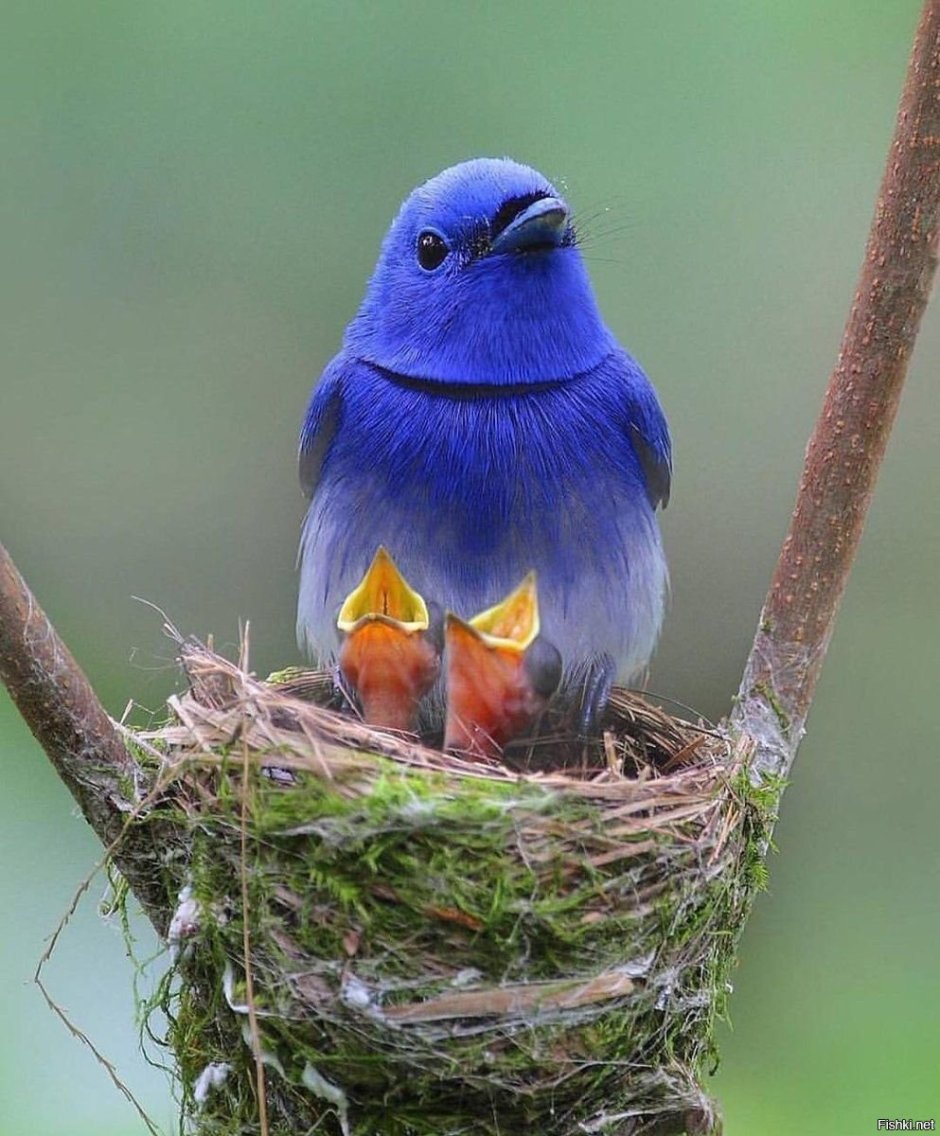 Рыжелобая шипоклювка