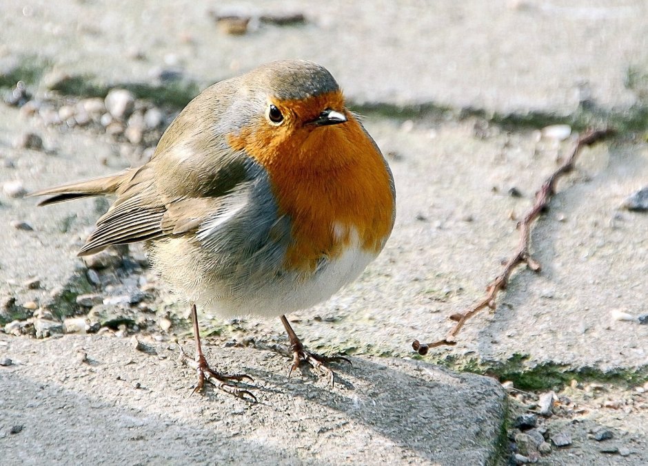 Обои на телефон высокого качества Воробушек