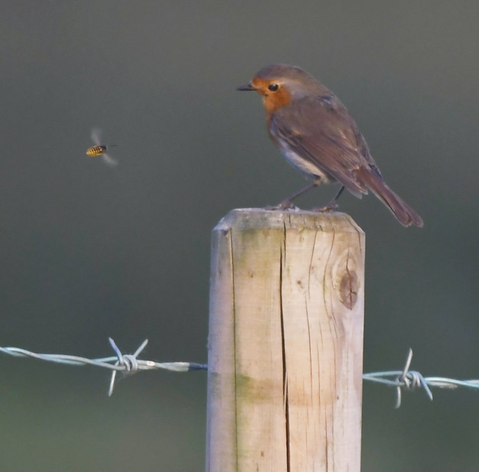 Крошечная Пичужка