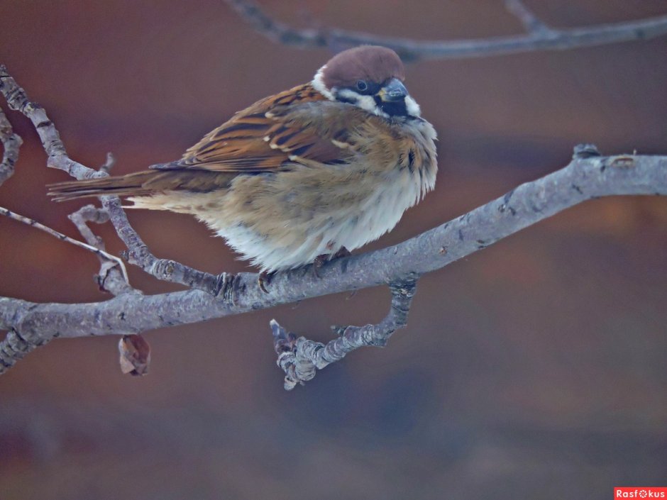 Птица Пичужка фото