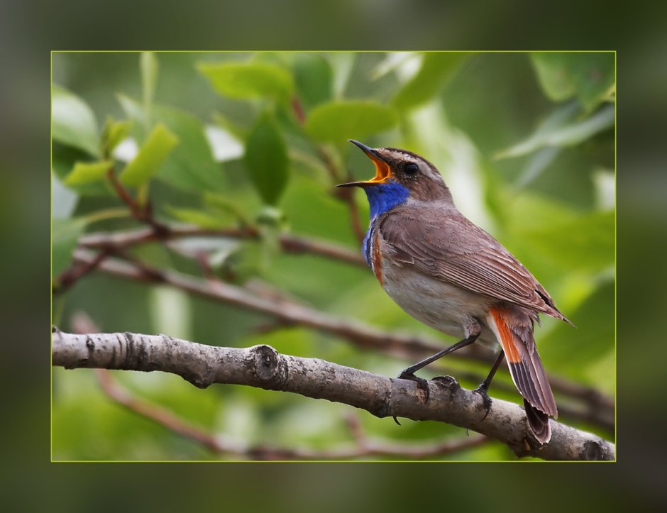 Хохлатая Расписная синица