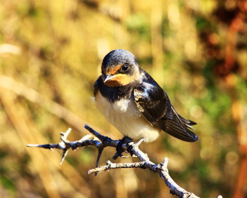 Белобровый Соловей