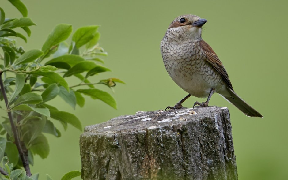 Маленькие птички