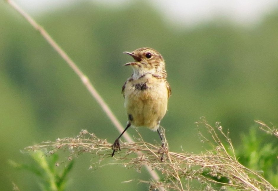 Пичушка или Пичужка