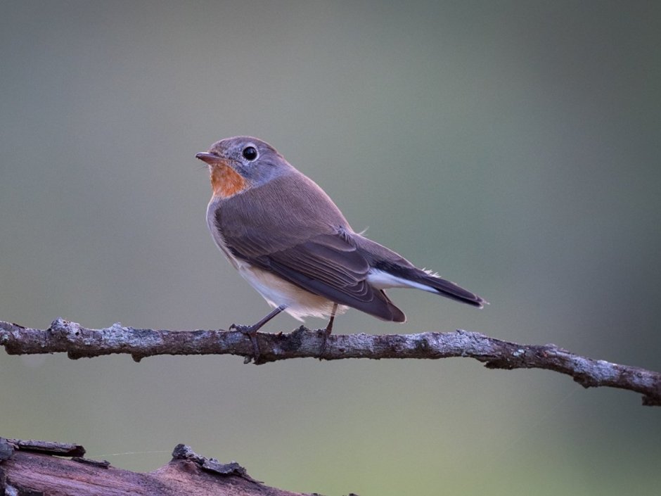 Черноголовый чекан с белой грудкой