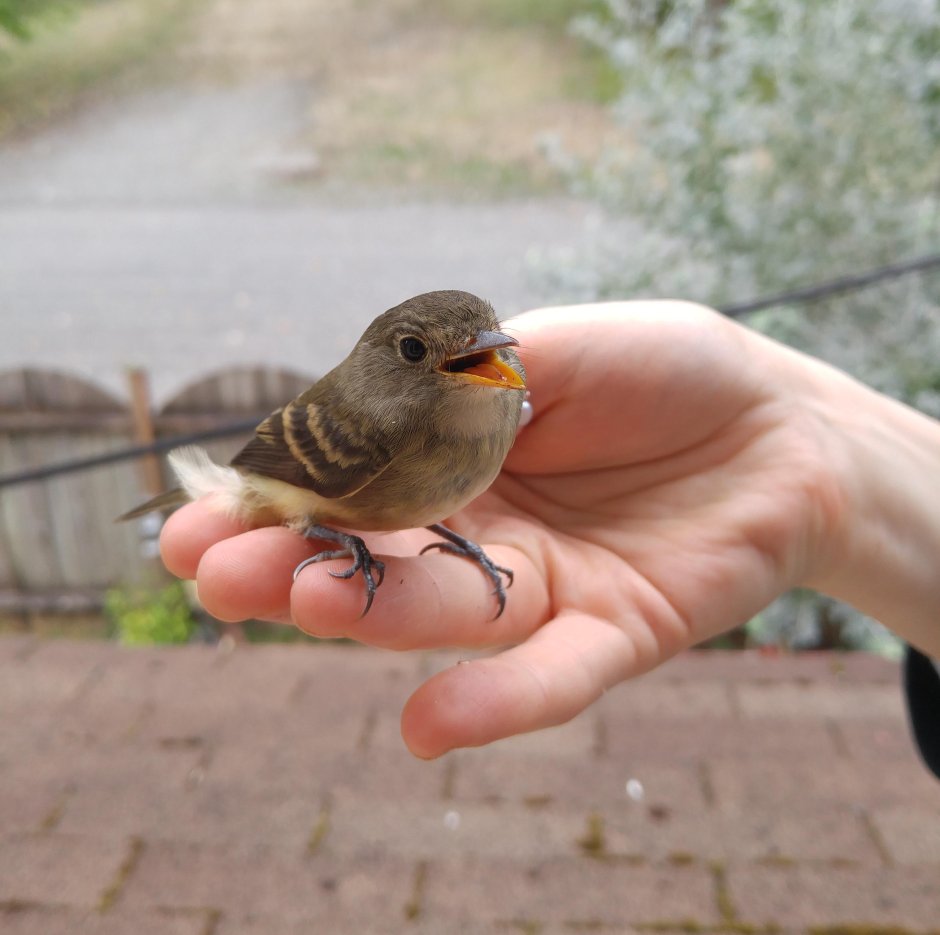 Пичужка кри