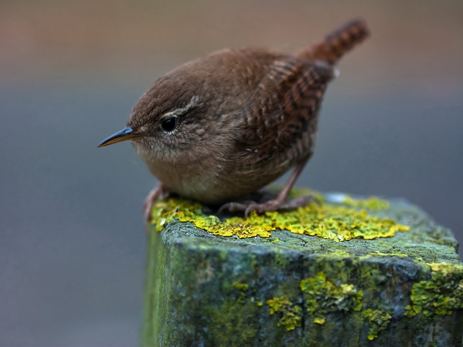 Птенец японской белоглазки