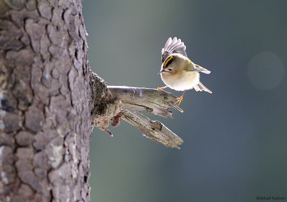 Пичужки пенки
