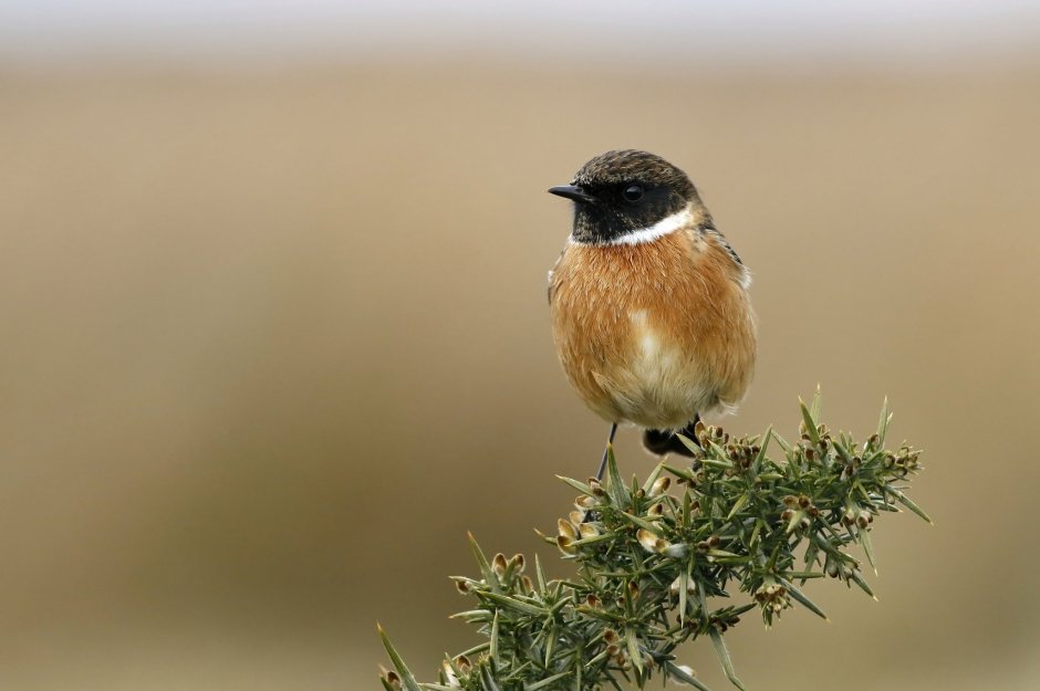 Варакушка певчая