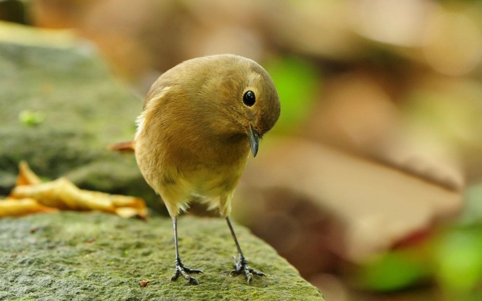 Маленькие птицы России