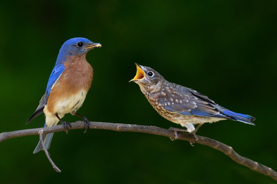 Пичуга птица