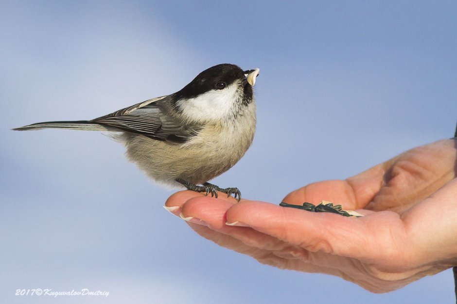Раннее утро пение птиц