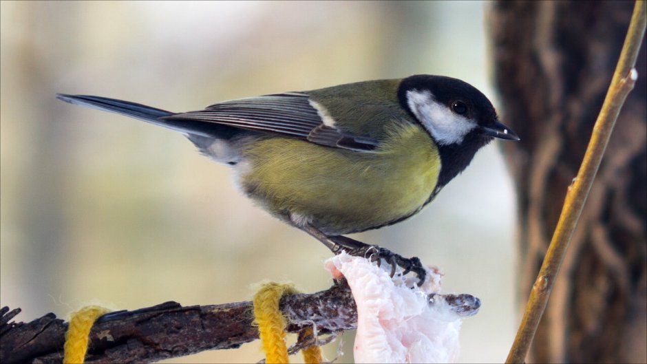 Пичуга малая птица