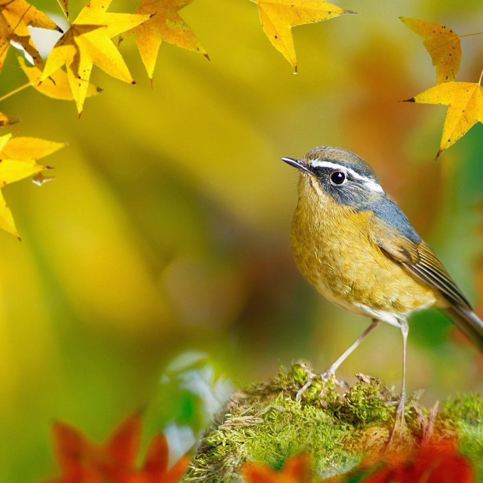 Пичужка птенец