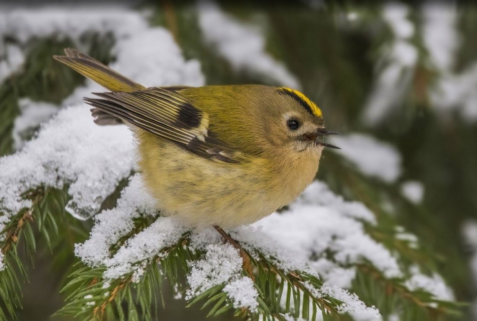 Дрозд дымчатый