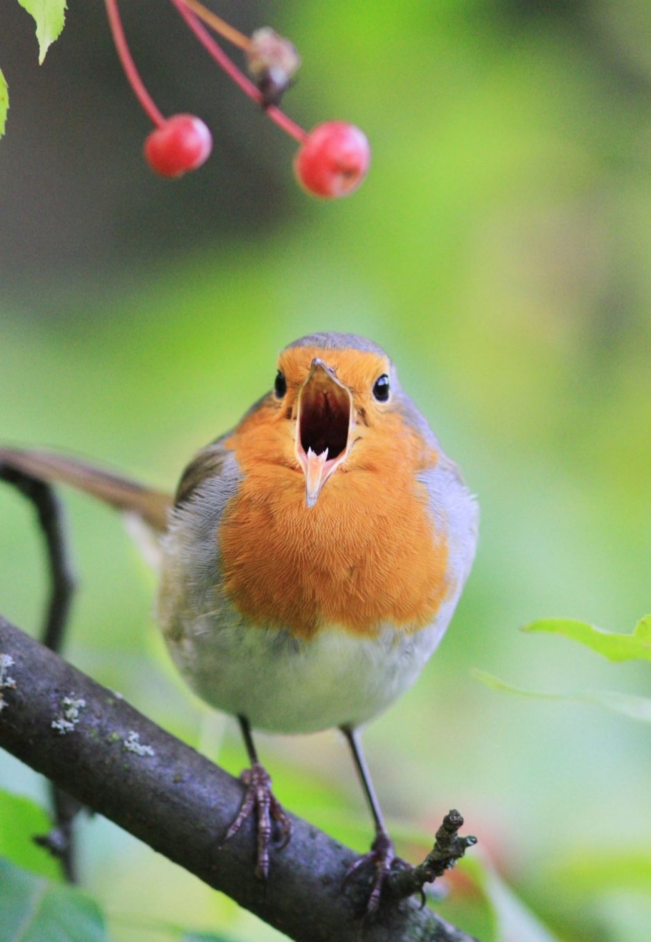 Пичуга обыкновенная
