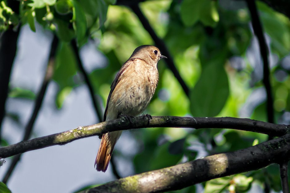 Кормушки для птиц зимой