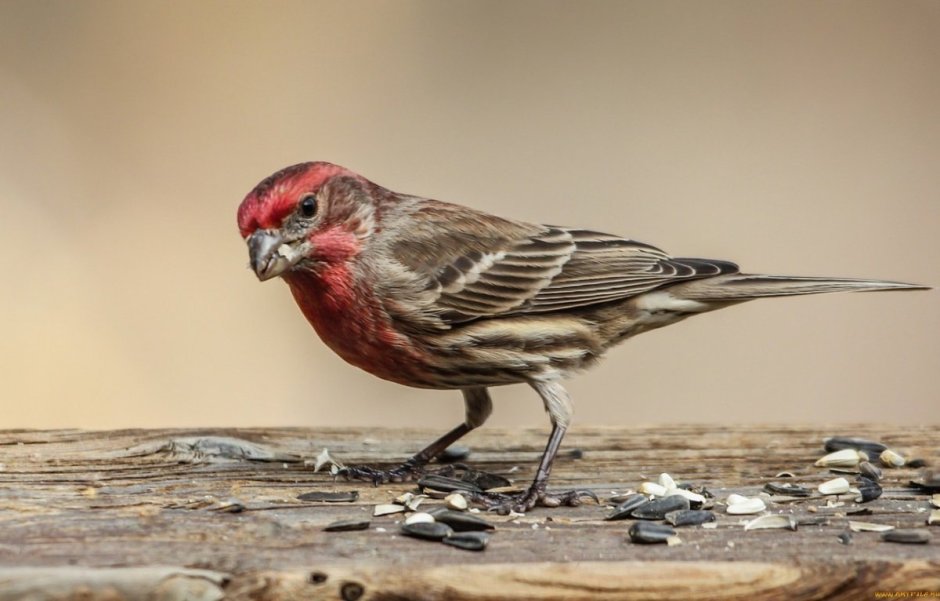 Красивые птички зимой