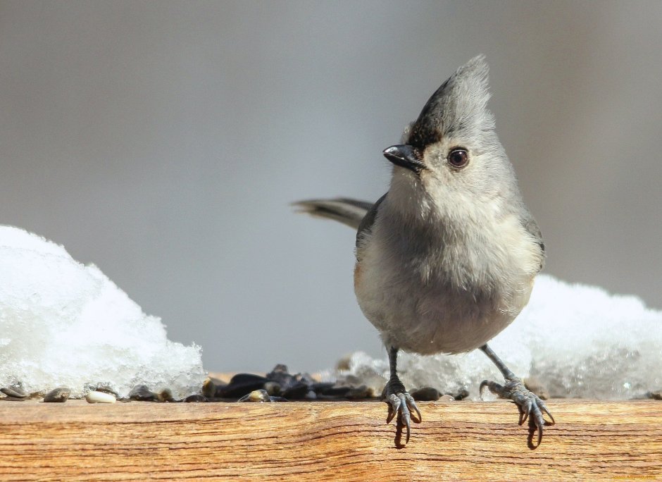 Шустрые пичужки что это