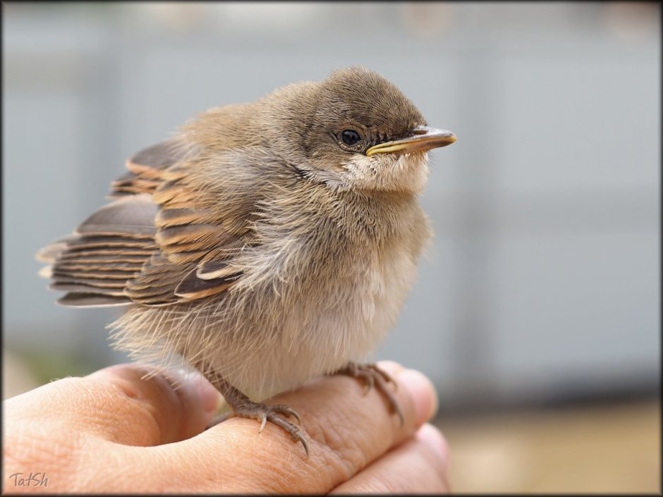 Зунзинито птичка
