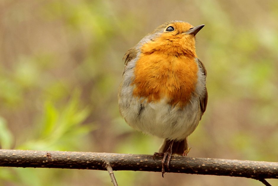 Серая горихвостка
