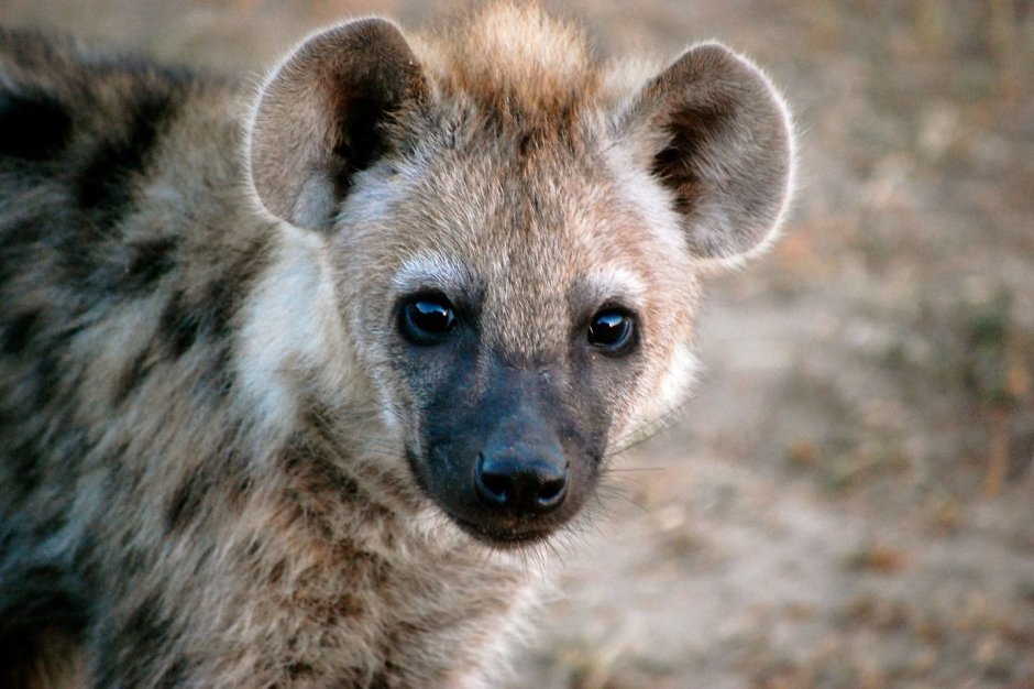 Hyena Cub