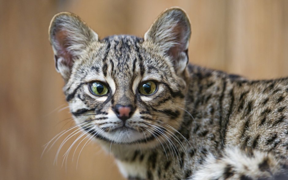 Вид - кошка Жоффруа (leopardus geoffroyi):