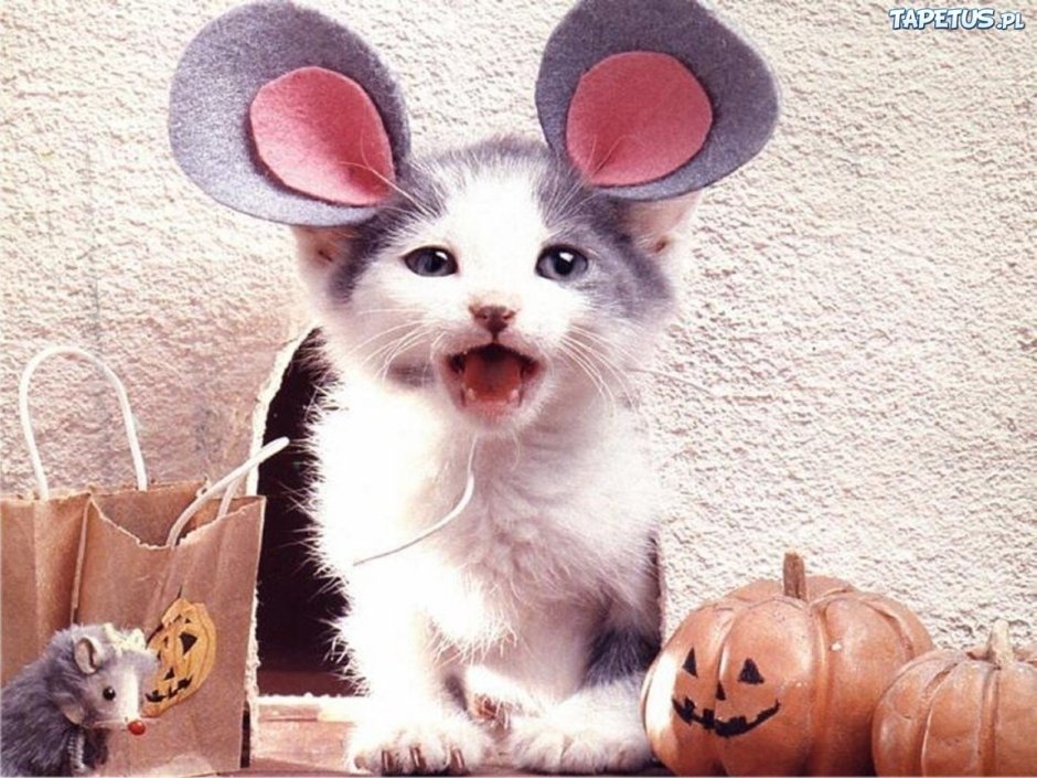 Кот с мышиными ушами