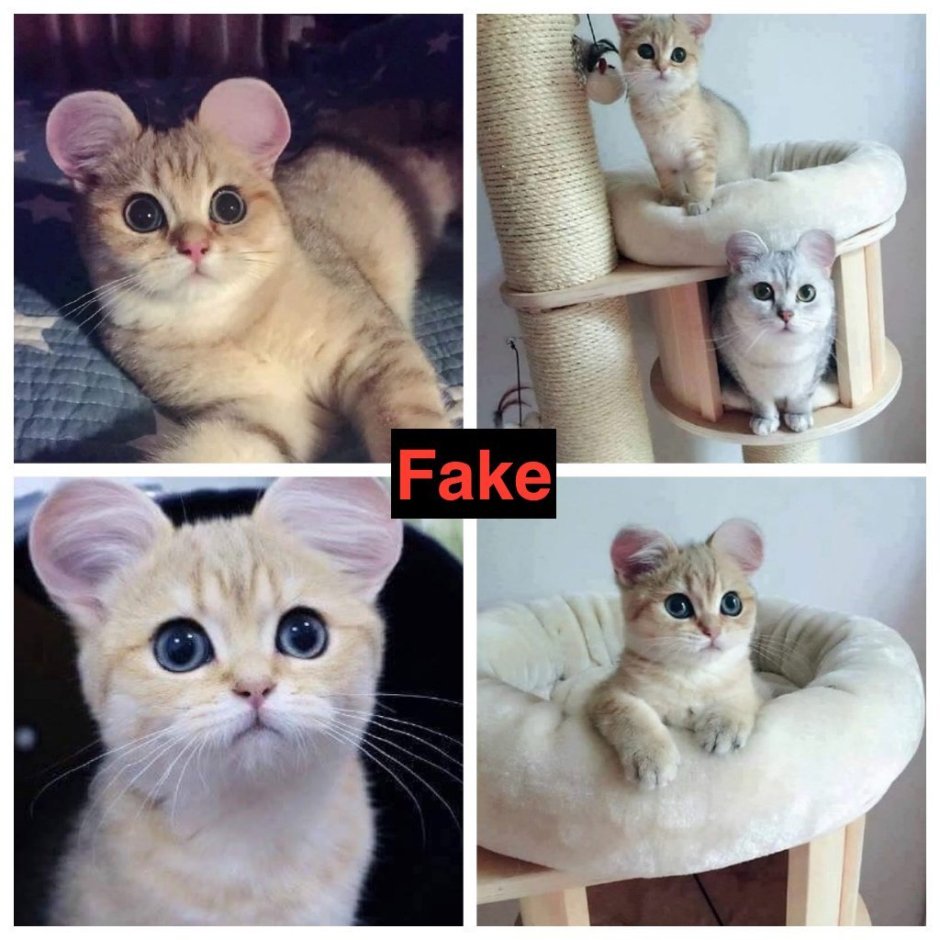 Кошка с мышиными ушами порода