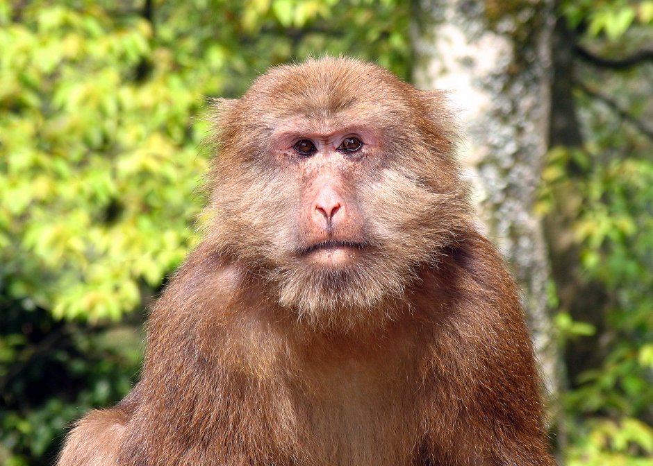 Macaca thibetana