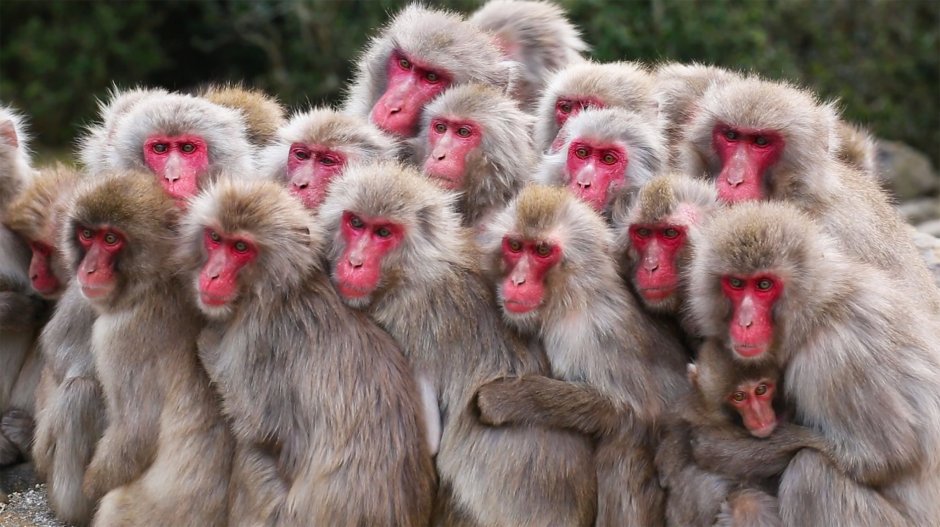 Macaca thibetana