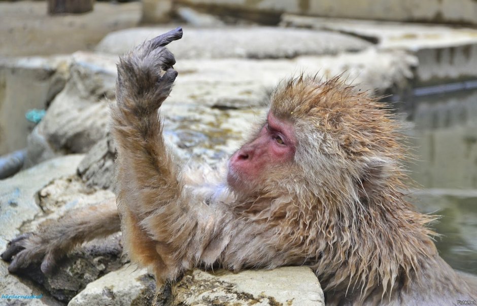 Непал Monkey Temple