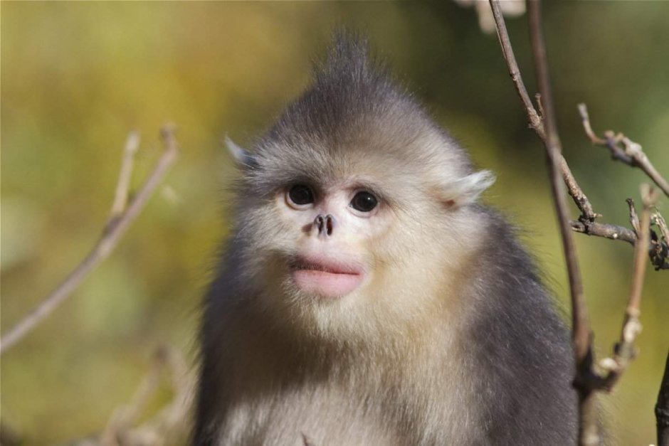 Cercopithecus Lomamiensis