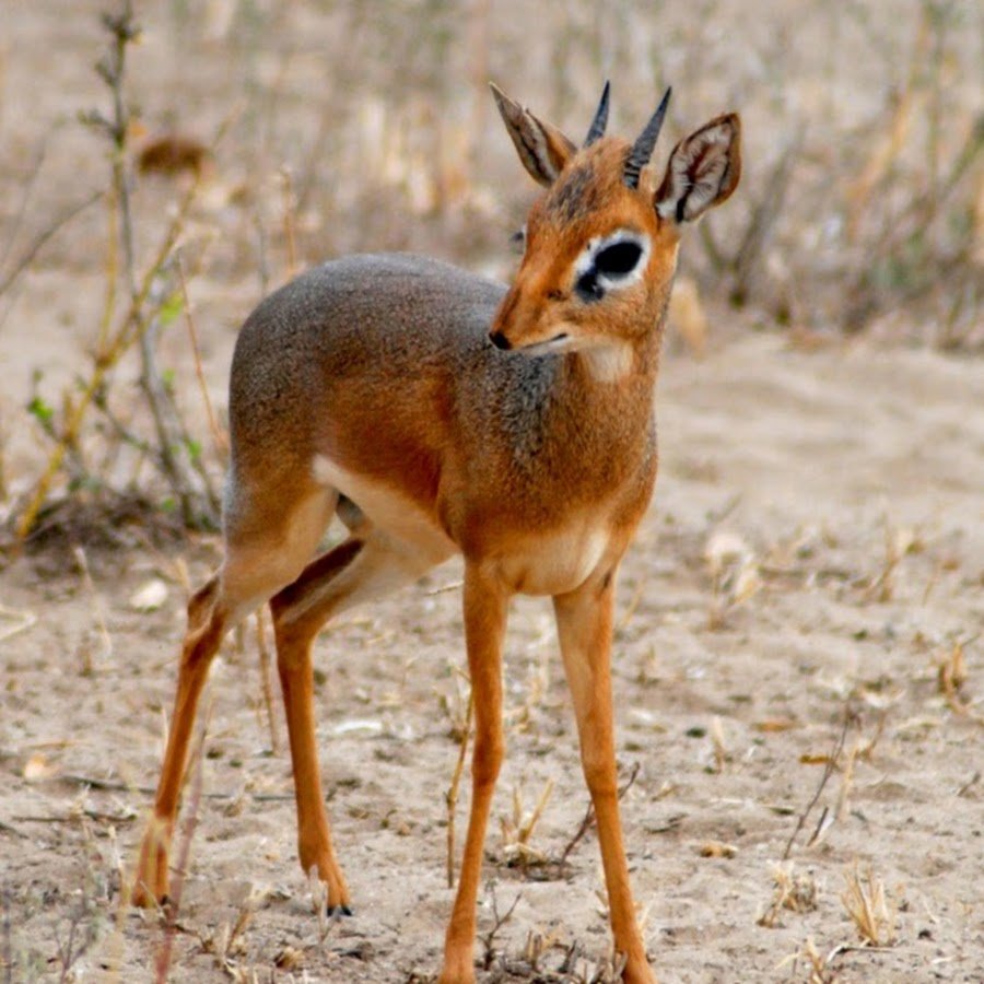 Обыкновенный дикдик