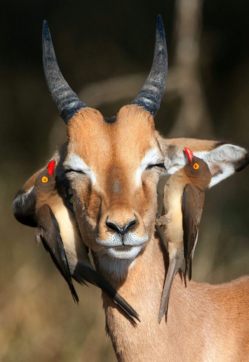 Антилопа дикдик